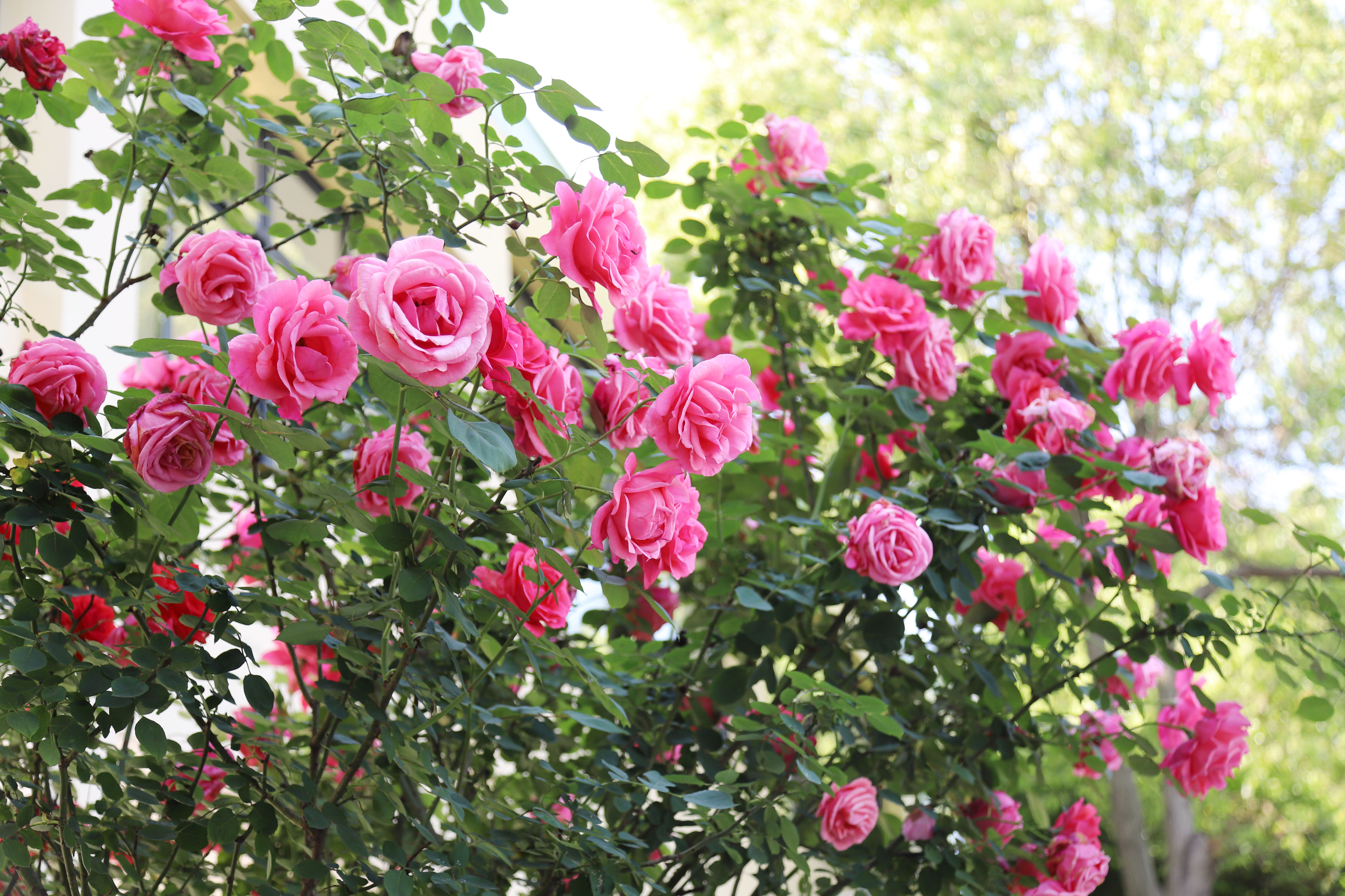 �ٲ���cbin99(�й�)�ٷ���վ